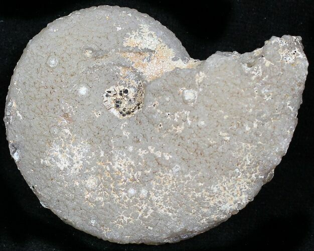 Agate/Chalcedony Replaced Ammonite Fossil #25519